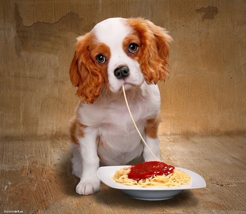 Собака лапша. Собачка с едой. Собака кушает. Собака завтракает. Спаниель с едой.